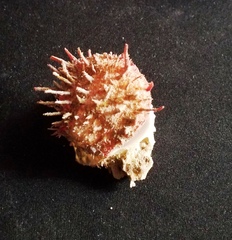Spondylus gaederopus
