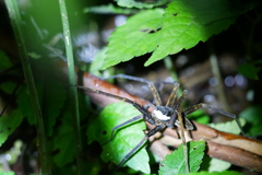 Dolomedes raptor