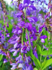 Galega