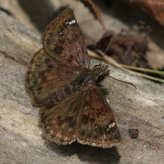 Erynnis martialis