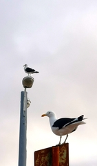 Larus dominicanus