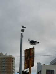 Larus dominicanus