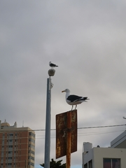 Larus dominicanus