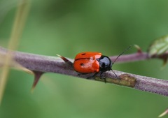 Cryptocephalus bipunctatus