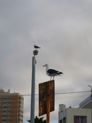 Larus dominicanus