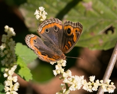Junonia