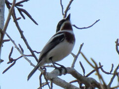 Batis molitor molitor