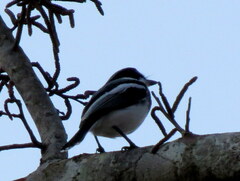 Batis molitor molitor