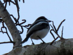 Batis molitor molitor