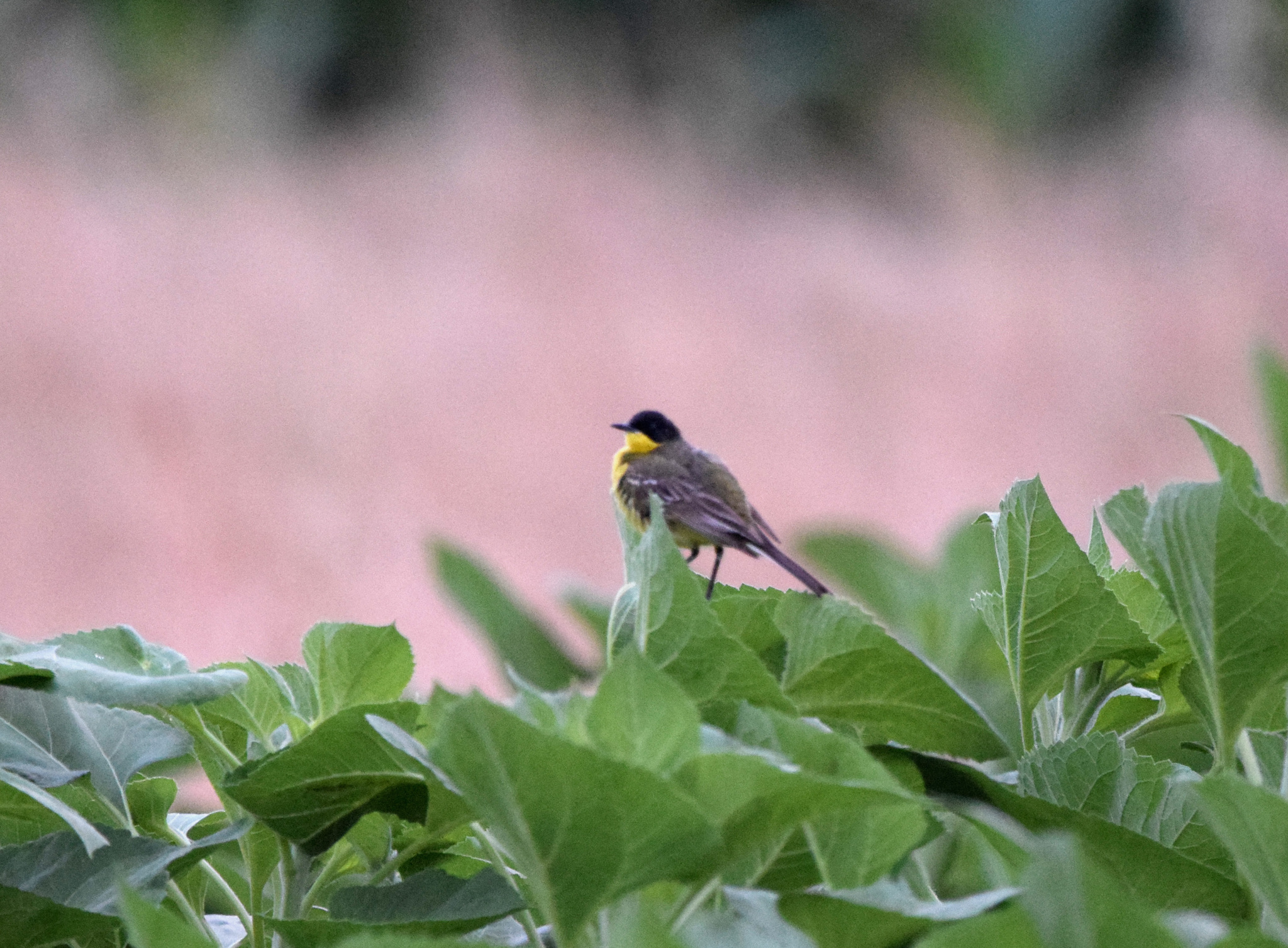 Western Yellow Wagtail