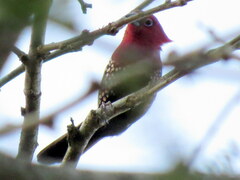Hypargos margaritatus