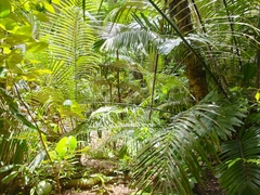 Arenga pinnata