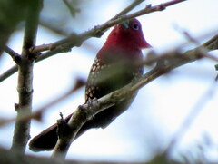 Hypargos margaritatus