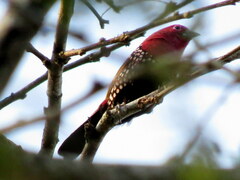 Hypargos margaritatus