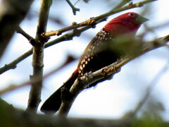 Hypargos margaritatus