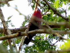 Hypargos margaritatus