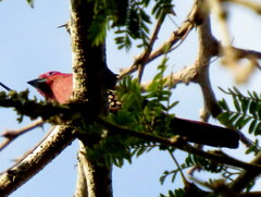 Hypargos margaritatus
