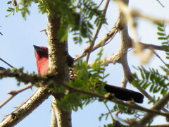 Hypargos margaritatus