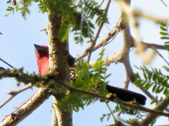 Hypargos margaritatus