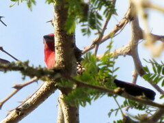 Hypargos margaritatus