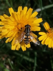 Helophilus pendulus