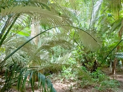 Arenga pinnata