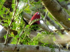 Hypargos margaritatus