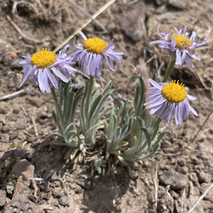 Erigeron poliospermus poliospermus
