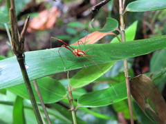 Cynorta bromeliacia