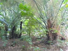 Arenga pinnata