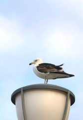 Larus dominicanus