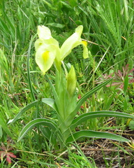 Iris caucasica