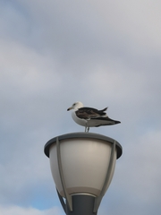 Larus dominicanus