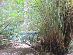 Arenga pinnata