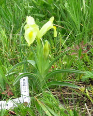 Iris caucasica