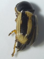 Cryptocephalus pygmaeus