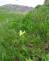 Iris caucasica