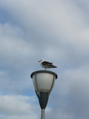 Larus dominicanus