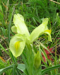 Iris caucasica
