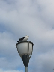 Larus dominicanus