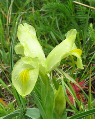 Iris caucasica