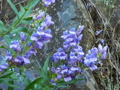 Penstemon venustus