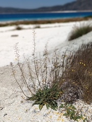 Verbascum pyroliforme dudleyanum