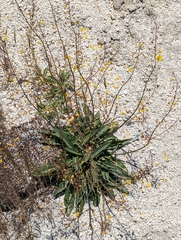 Verbascum pyroliforme dudleyanum