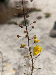 Verbascum pyroliforme dudleyanum