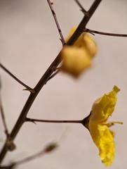 Verbascum pyroliforme dudleyanum