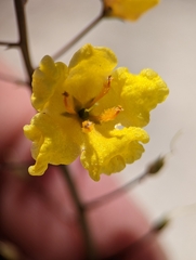 Verbascum pyroliforme dudleyanum
