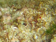 Axoclinus storeyae
