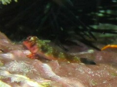 Axoclinus storeyae