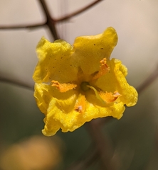 Verbascum pyroliforme dudleyanum